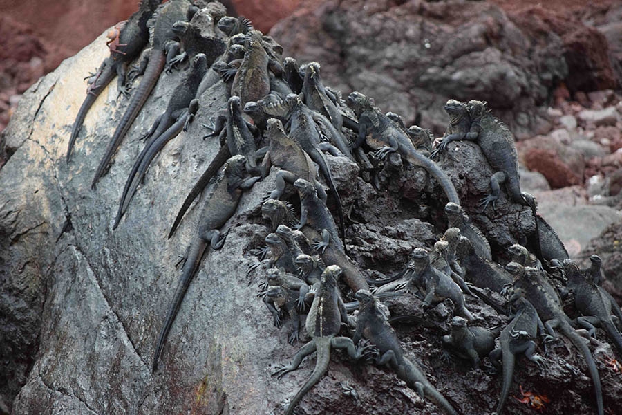 Iguanas blend into the local scenery of a big sea rock.